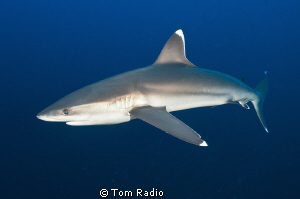 Silver Tip
Roca Partida, Mexico by Tom Radio 
